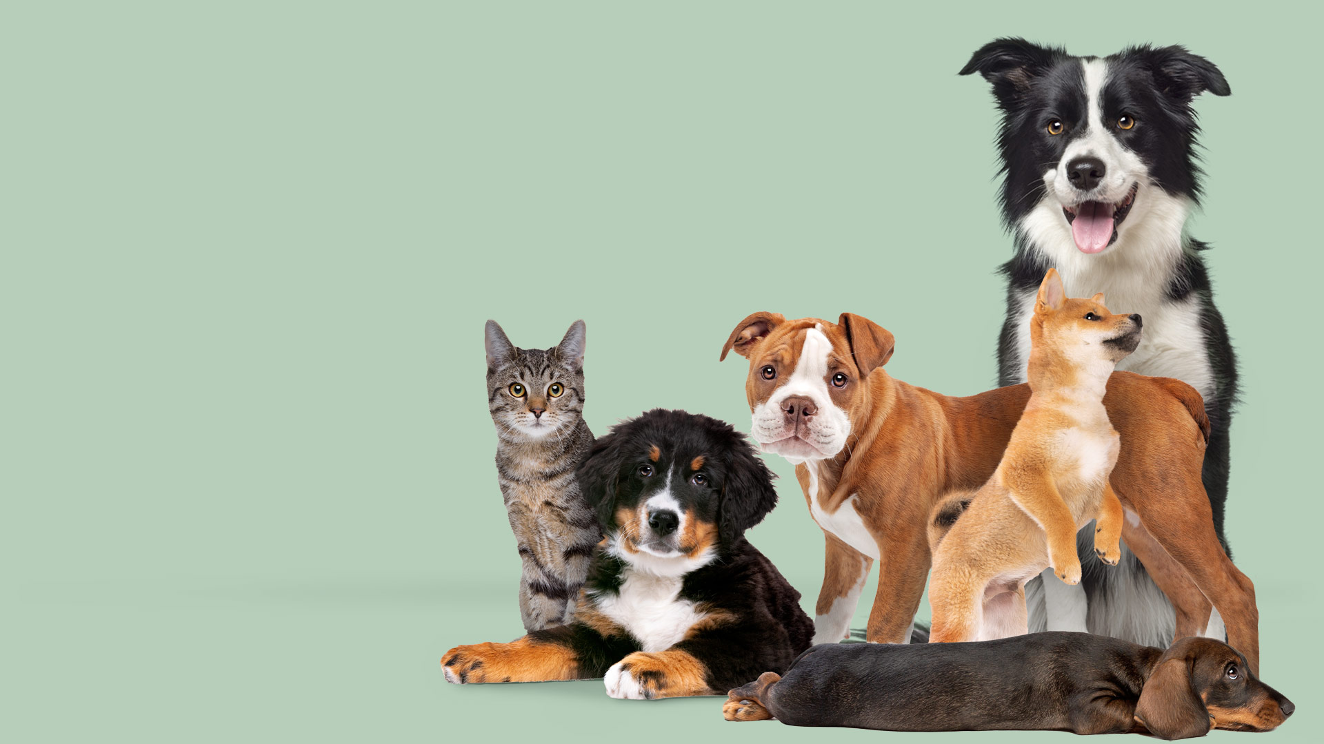 Gli animali la nostra passione – Naturive 1 Gli animali la nostra passione - Naturive