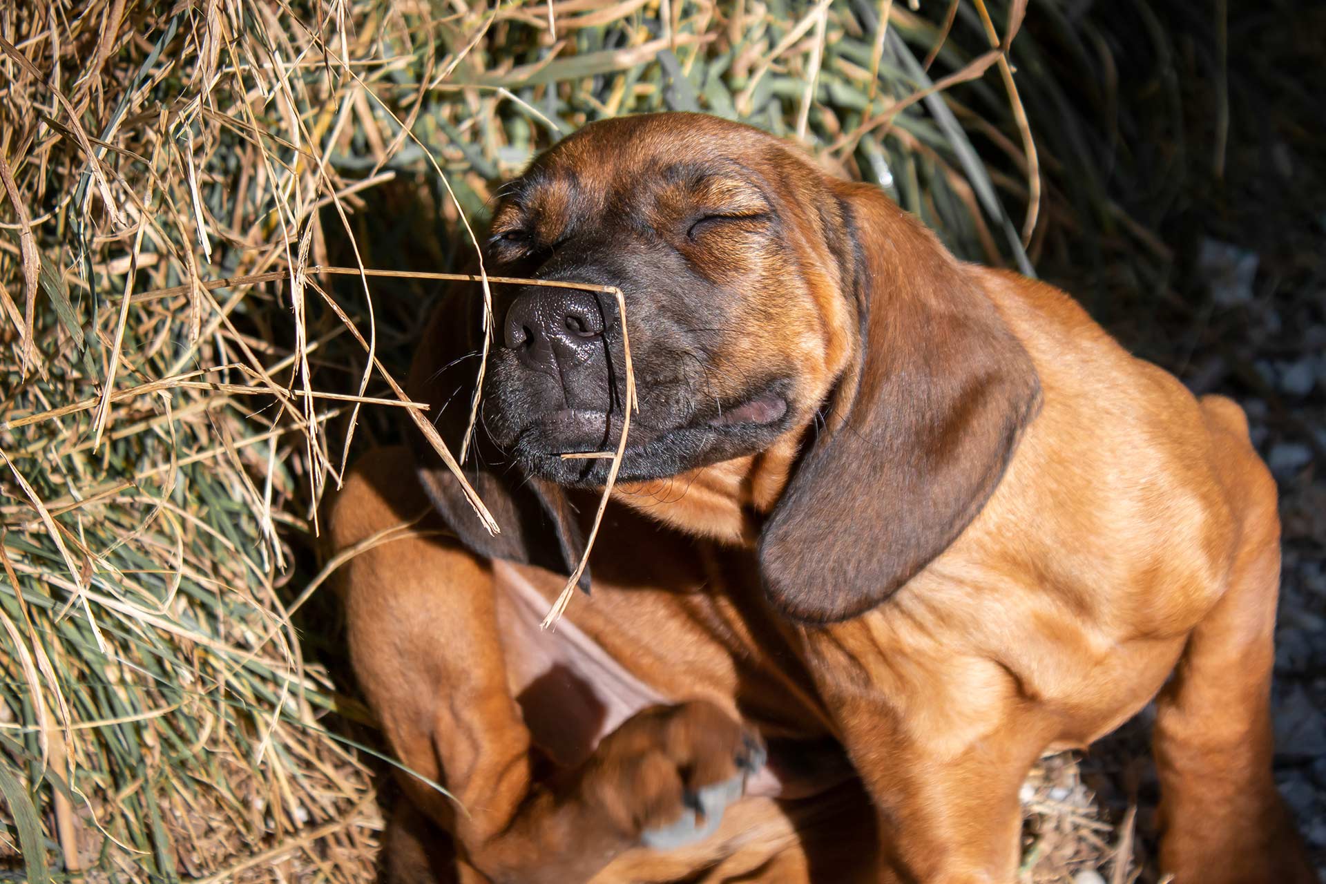 La forfora nel cane - Naturive