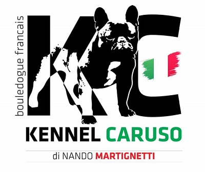 bouledogue francese - kennel caruso